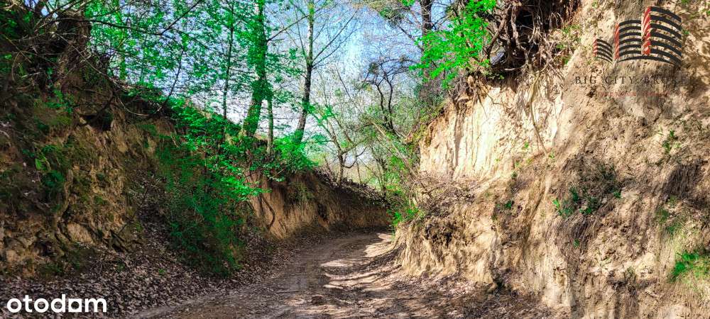 Rogów działka 36ar budowlano-rolna - Pełny obrazek: 5/9