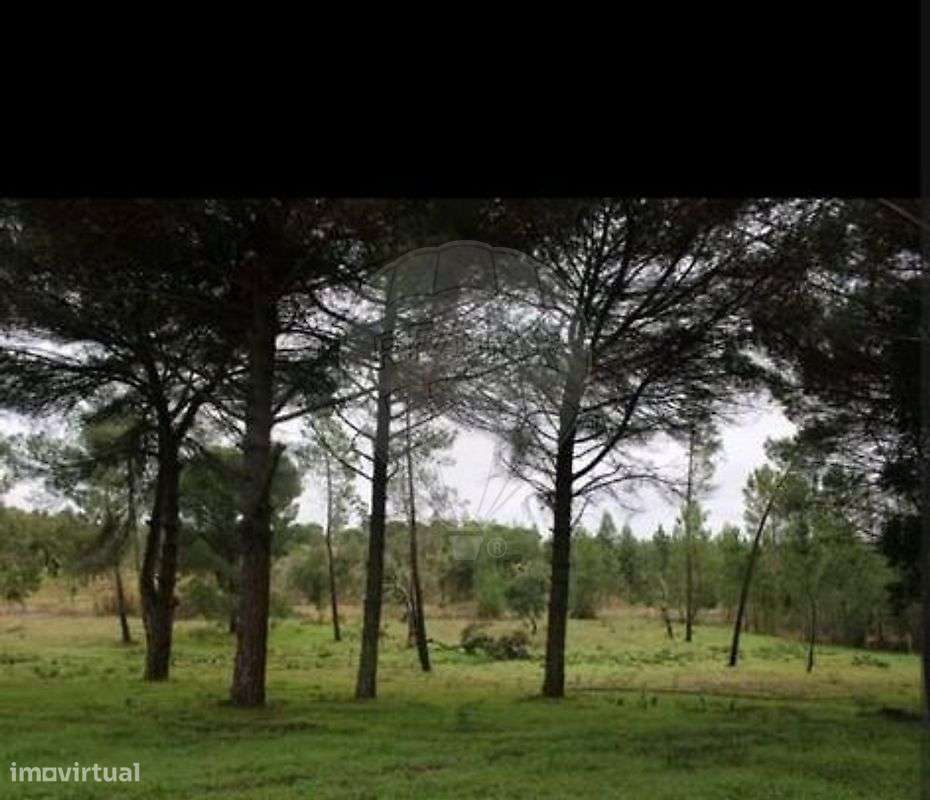 Quinta T2 para venda-32