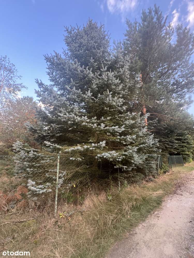 Działka rekreacyjna nad Jeziorem Krasnym – cisza, las i jezioro - Pełny obrazek: 4/6