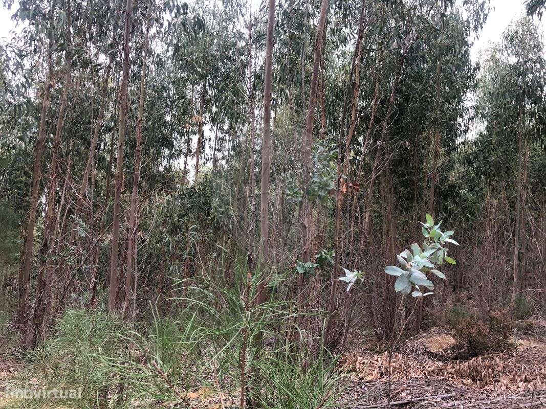 Terreno  para venda - Grande imagem: 3/5