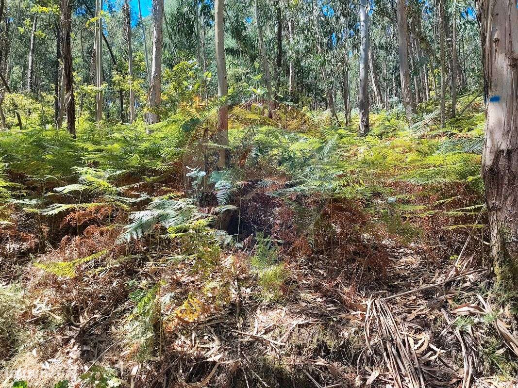 Terreno T0 para venda - Grande imagem: 3/4