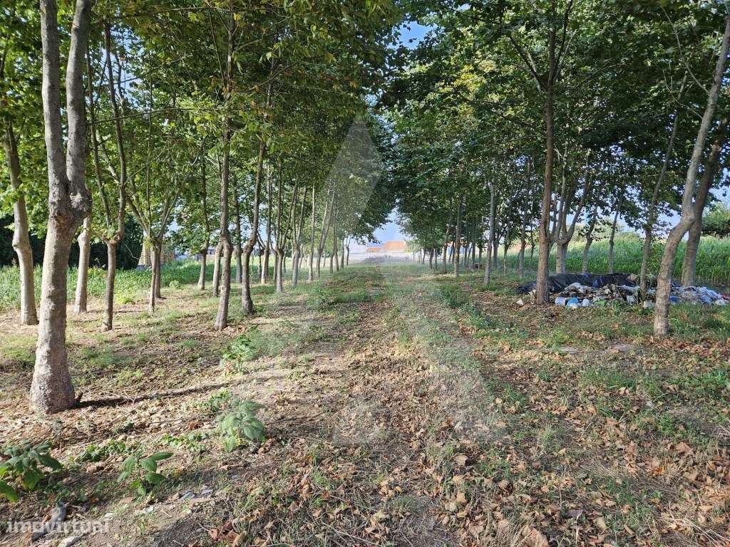 Terreno situado na freguesia de Ílhavo - Grande imagem: 3/12