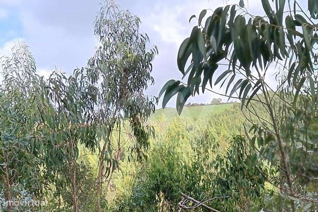 Venda de terreno rústico em Alcainça, Mafra - Grande imagem: 5/19