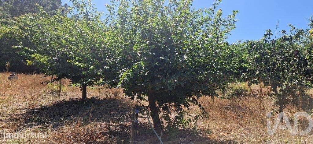 Terreno em Azueira e Sobral da Abelheira de 8187,00 m2 - Grande imagem: 4/28