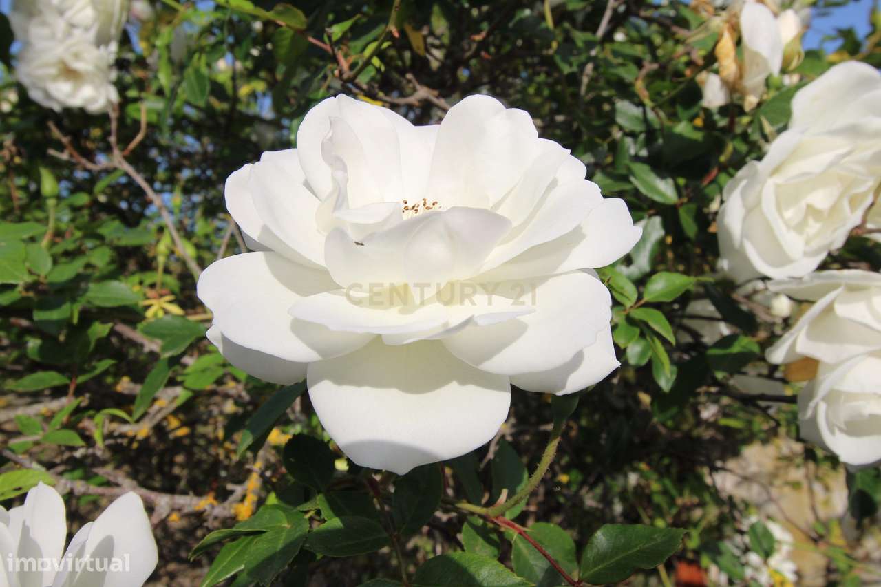 Terreno Urbano em Porto de Lagos, Portimão - Grande imagem: 4/7