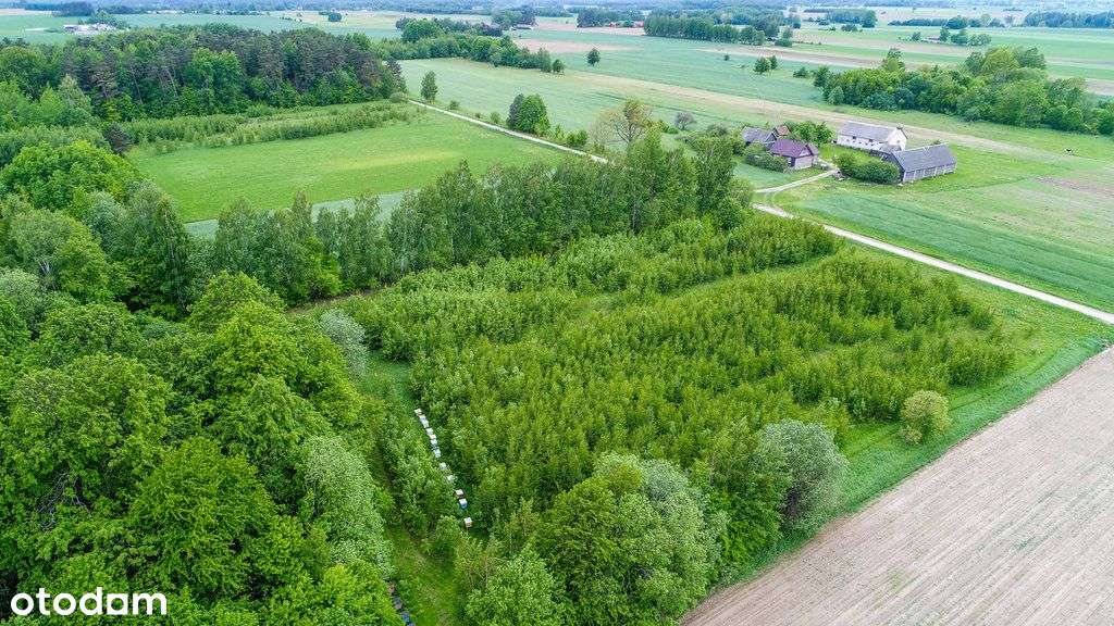 Malownicza działka przy Puszczy Knyszyńskiej - Pełny obrazek: 4/8
