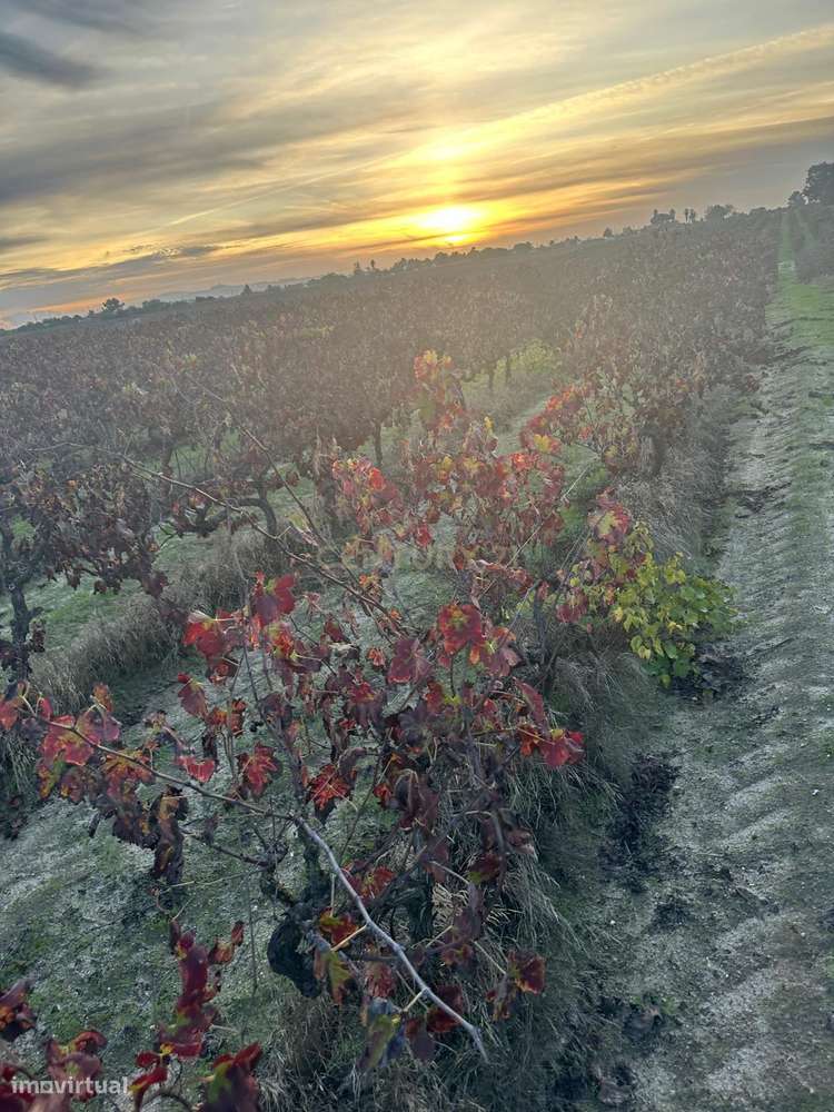 Terreno no Lau com vinhas certificadas - Grande imagem: 5/18