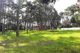 Terreno rústico com pinheiros bravos e eucaliptos, totalmente vedado - Mucifal - Colares - Sintra
