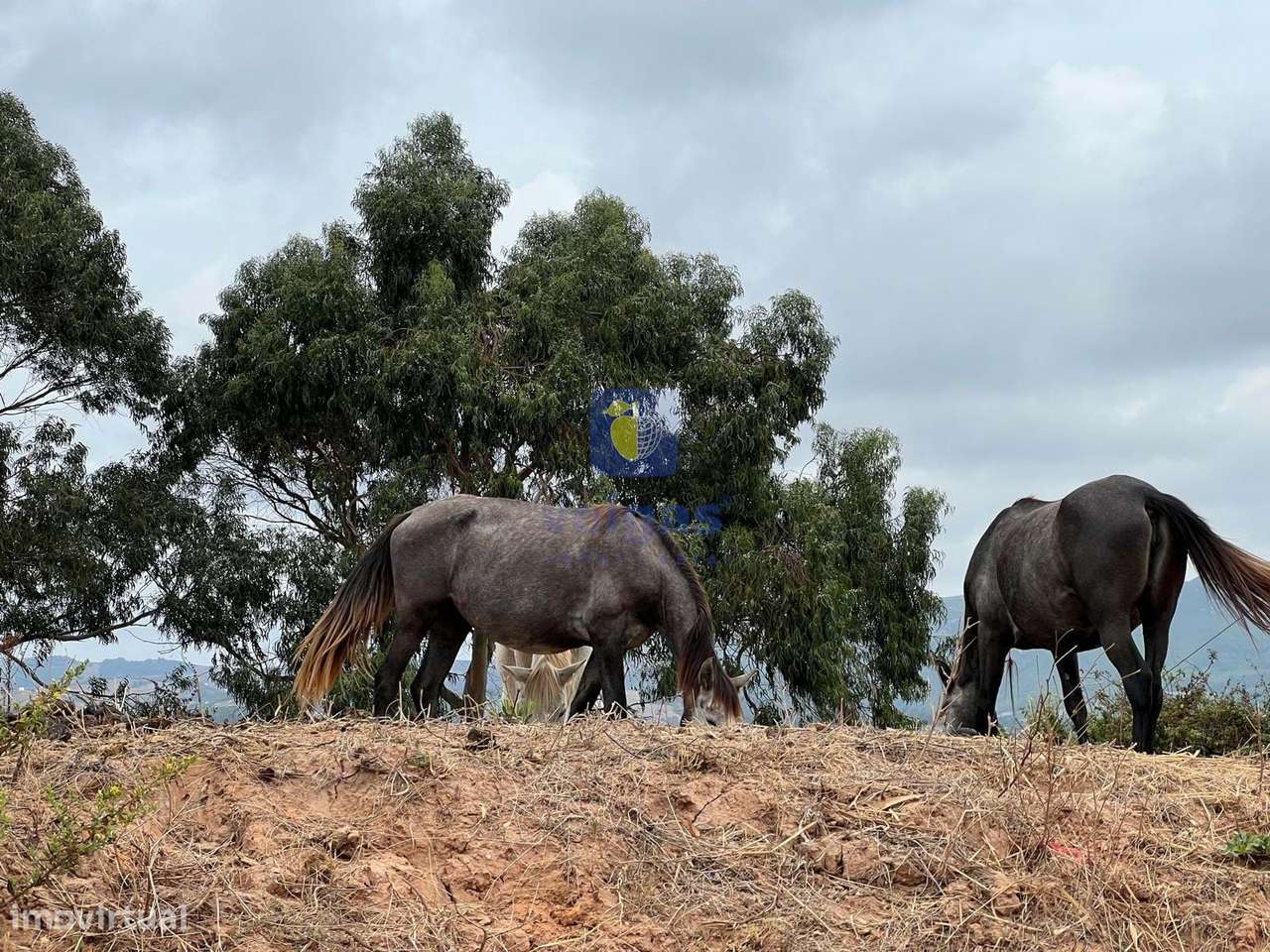 Terreno em Cucos na Ventosa para culturas diversas - Grande imagem: 3/22