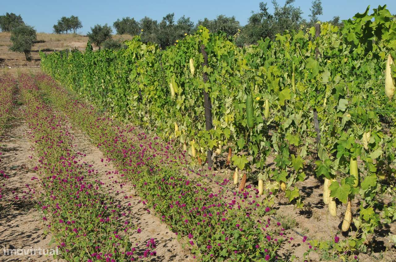 Quinta 16 ha com rosas de Damasco, destilaria, saboaria , cosmética - Grande imagem: 5/44
