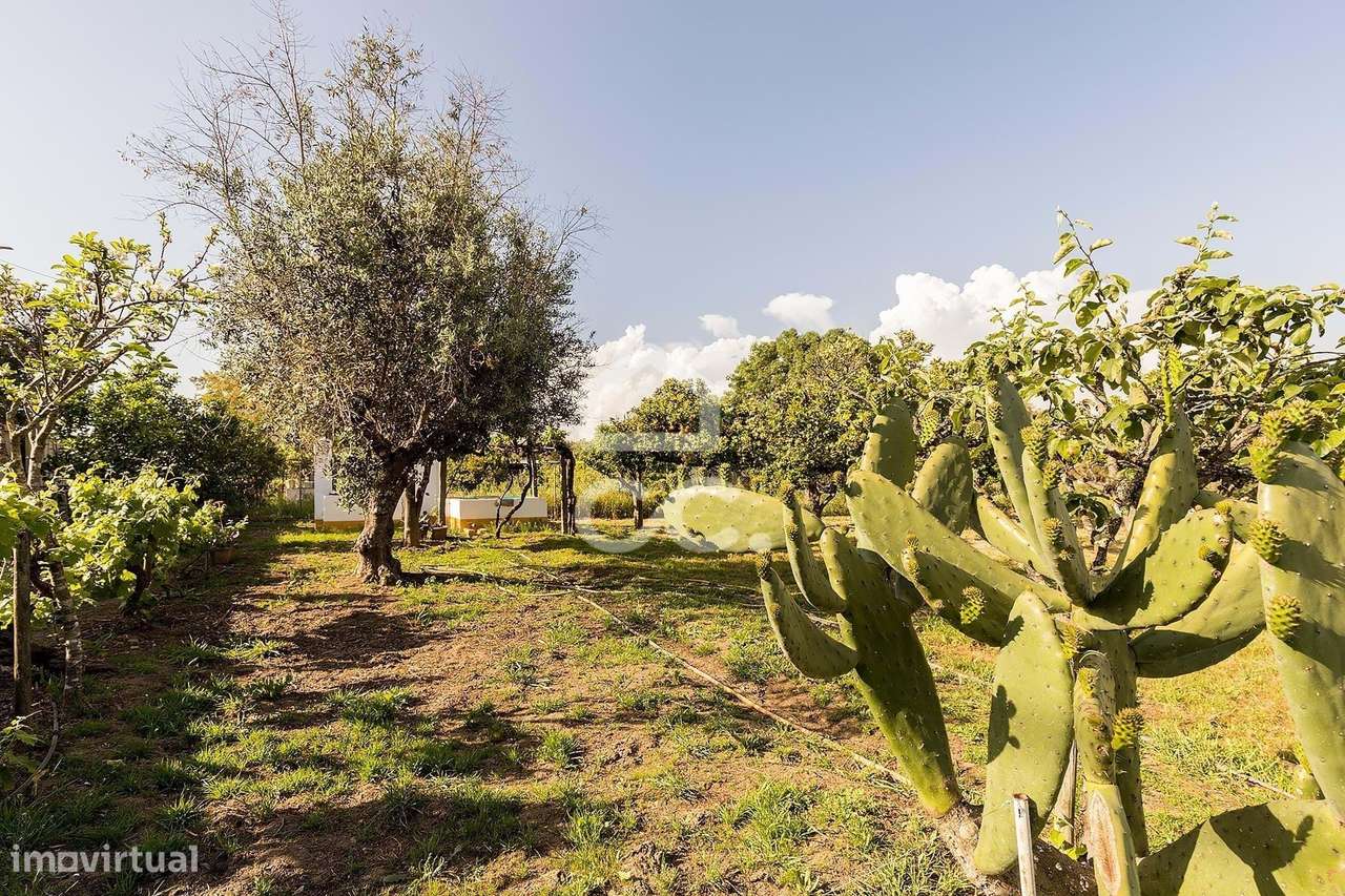 Quinta de 9250m2 c/ Moradia T4 térrea, anexo e armazém | Azaruja-50