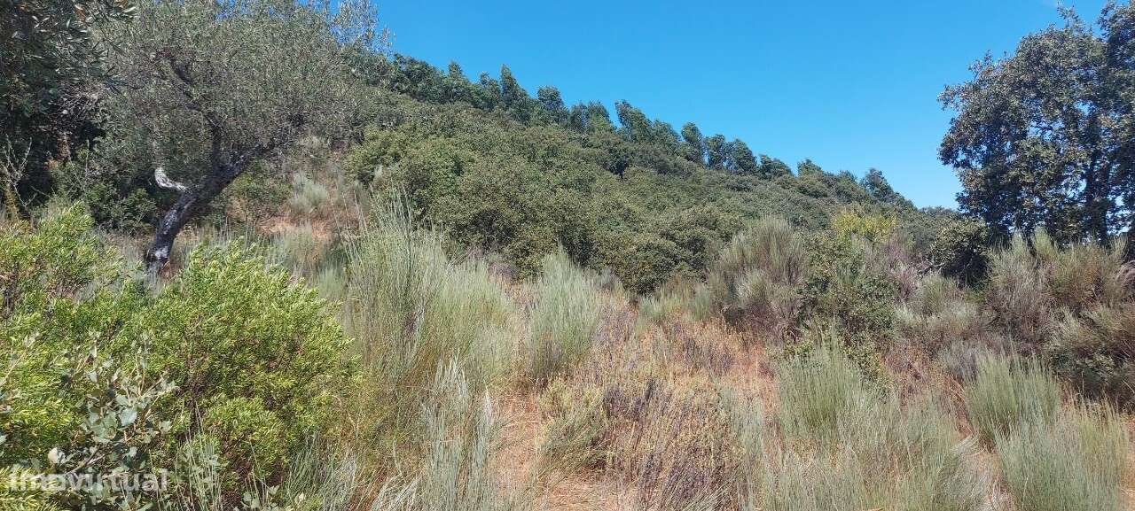 METADE do Terreno rústico em Covas, Pereiros, São João da Pesqueira - Grande imagem: 4/21