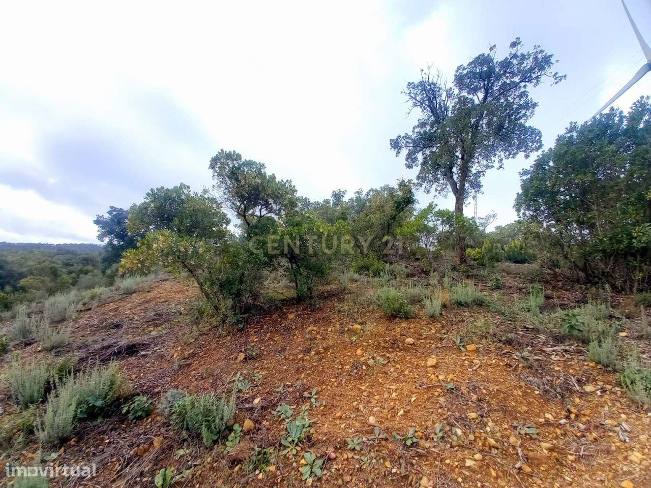 Investimento Rural: 20 Hectares com Rendimento - Grande imagem: 5/15