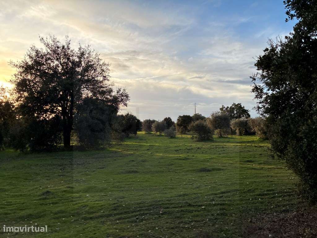 Quinta em Vila Nova de São Bento, com uma ruina para ser recuperada...-31