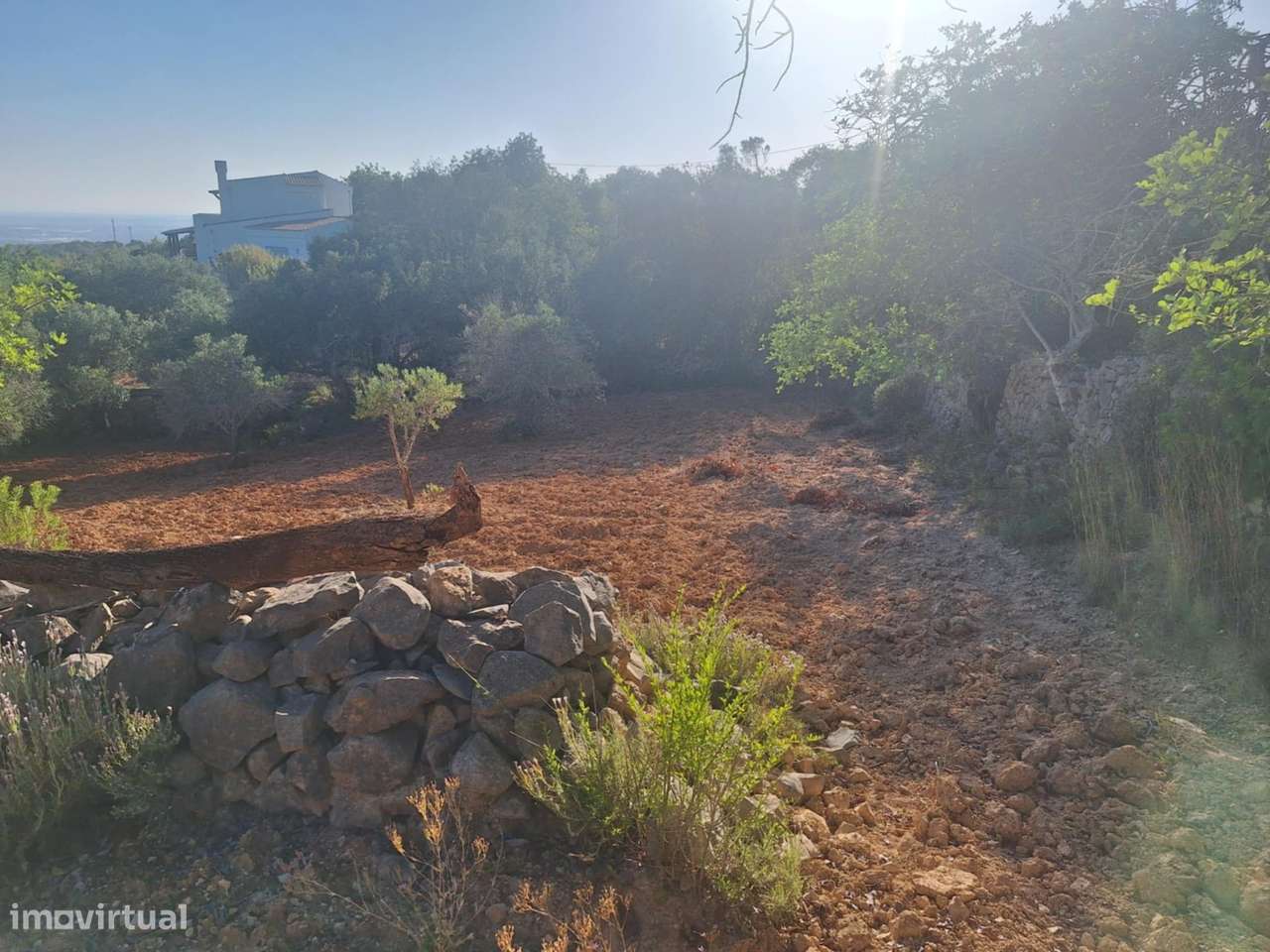 Terreno Rústico a 10km de Estoi-6