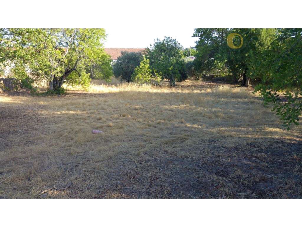 Terreno perto de S. Brás de Alportel - Grande imagem: 3/4