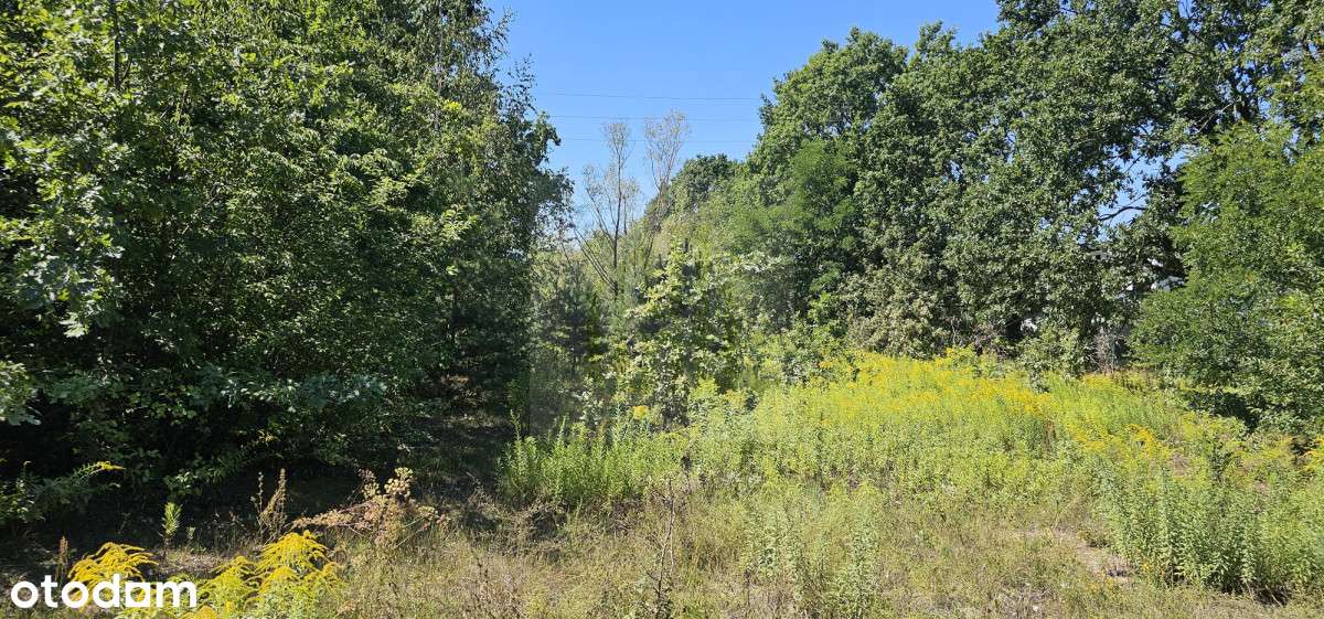 Nieruchomość gruntowa z potencjałem - Pełny obrazek: 5/6