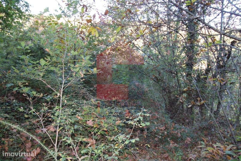 Terreno Agrícola em Oriz São Miguel, Vila Verde - Grande imagem: 5/10