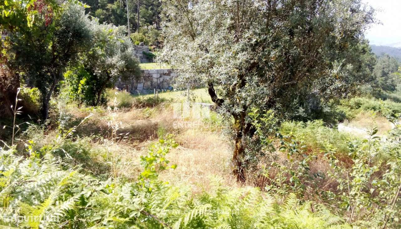 Venda Terreno, Salvador do Monte, Amarante - Grande imagem: 4/17