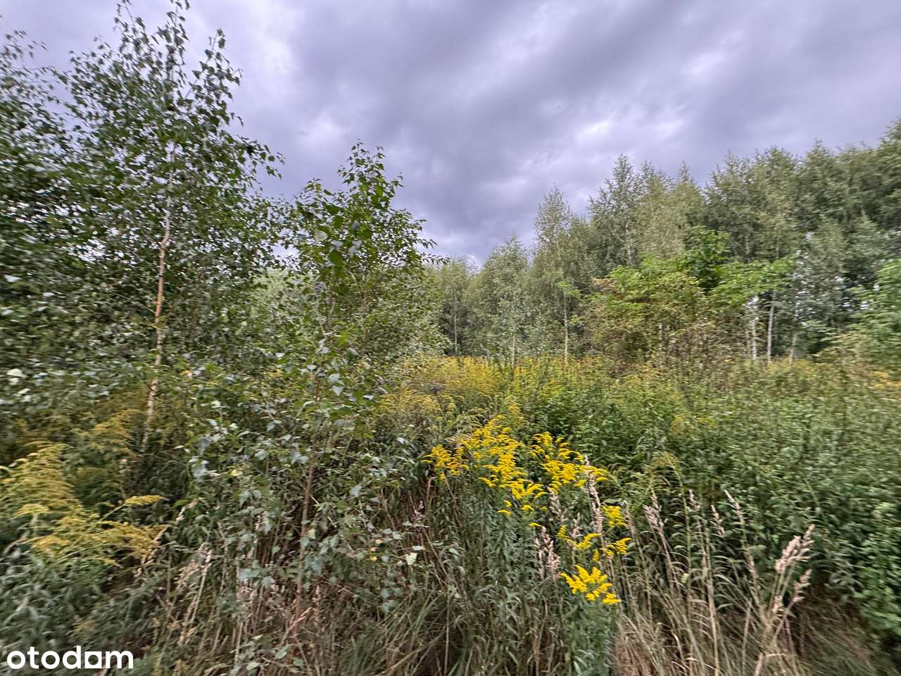 Dachowa | Dwie działki budowlane, łacznie  1552 m² z MPZP-15