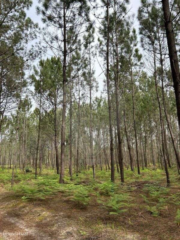 Terreno  para venda - Grande imagem: 2/5