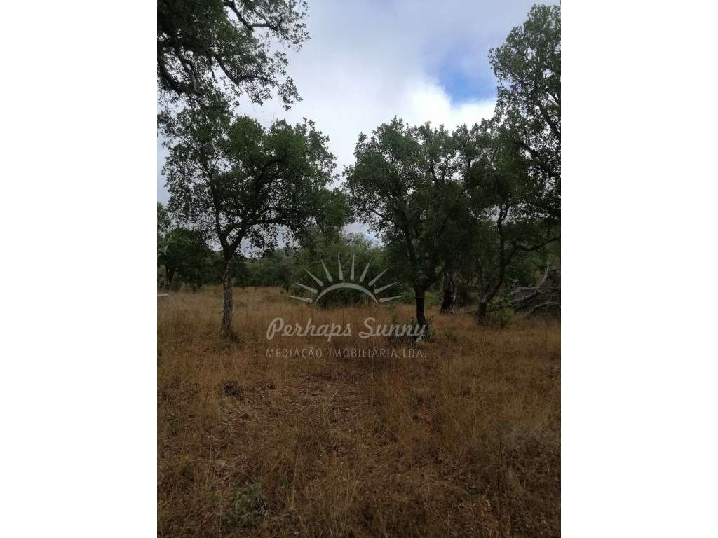 Terreno Rústico - Grande imagem: 3/8