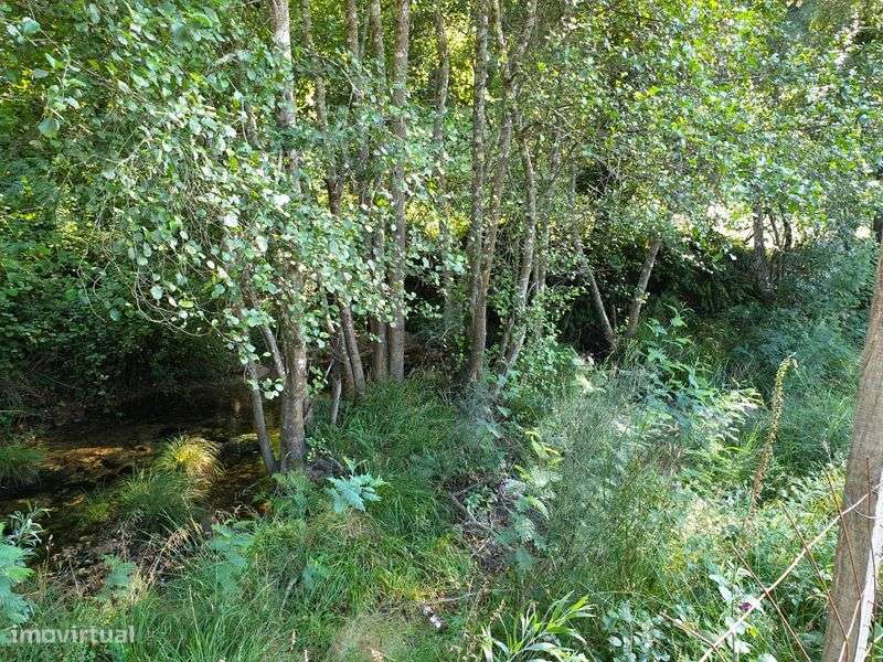 Campo com duas leiras encostado ao afluente do rio Ave - Grande imagem: 4/12