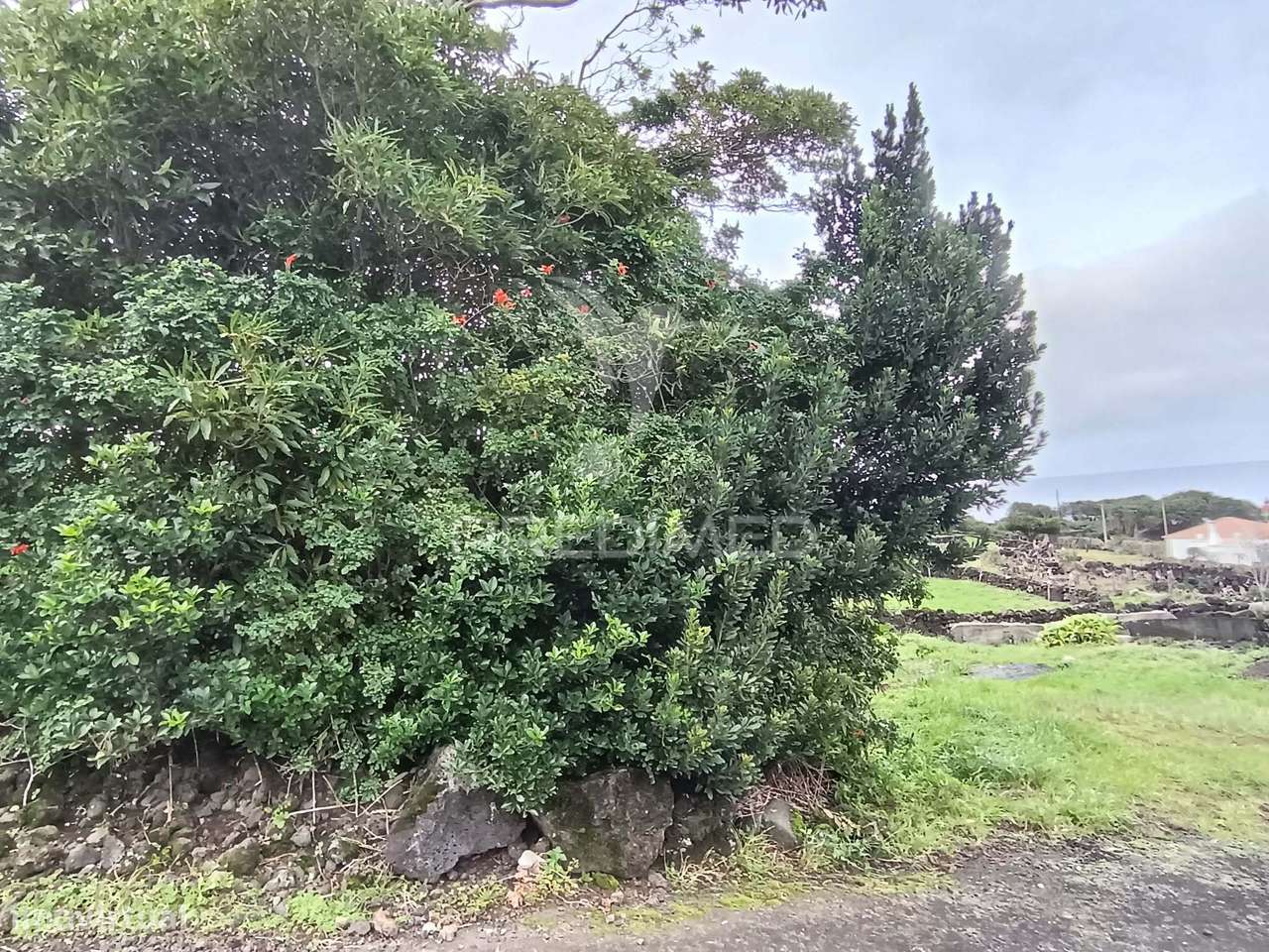 Terreno Agrícola, para venda, na Prainha, São Roque do Pico - Grande imagem: 5/7