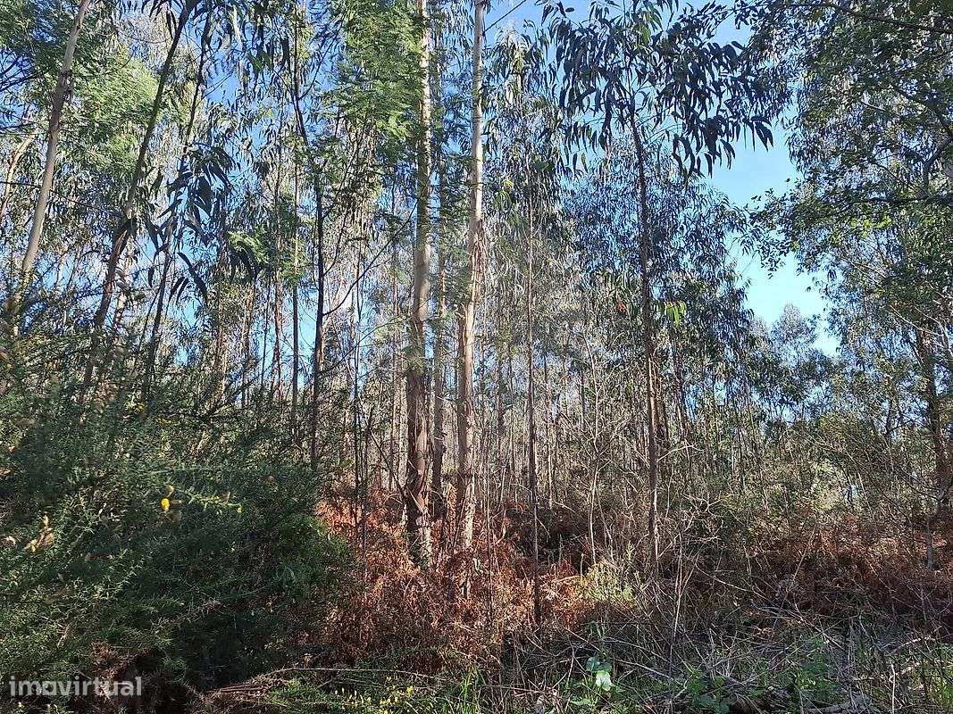 Terreno  para venda - Grande imagem: 3/6