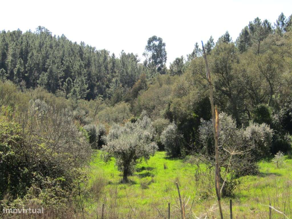 Terreno da Figueira Regal , Sardoal-5