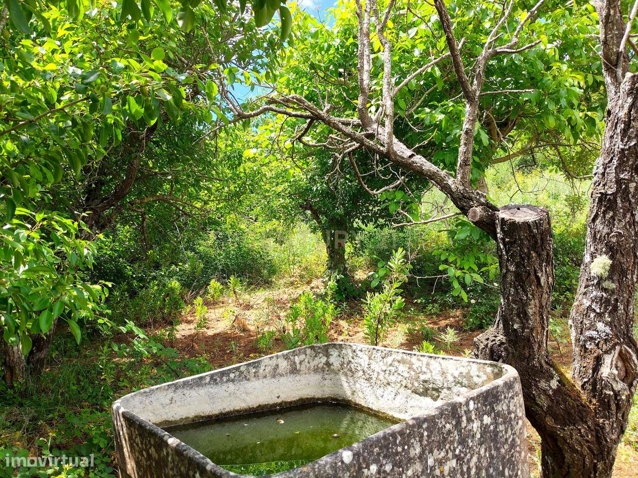 Terreno Rústico com Árvores de Fruto - Calhandriz, Vila Franca de Xira-8