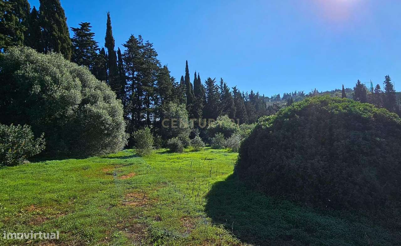 Quinta em Lagos, Praia da Luz,  46.000 m2, 2 casas e 2 Armazéns-13