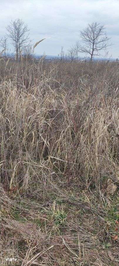 Teren intravilan parcelabil Viile Satu Mare - Imagine principală: 4/7