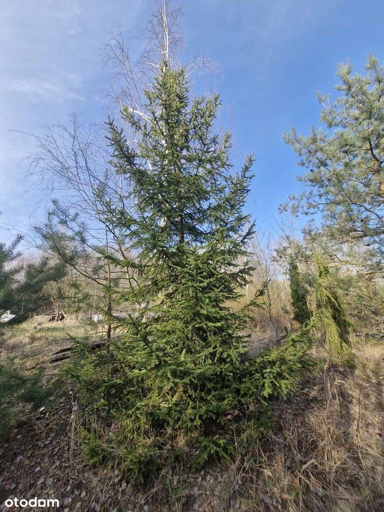 Działka budowlana z bogatym drzwostanem - Pełny obrazek: 2/20