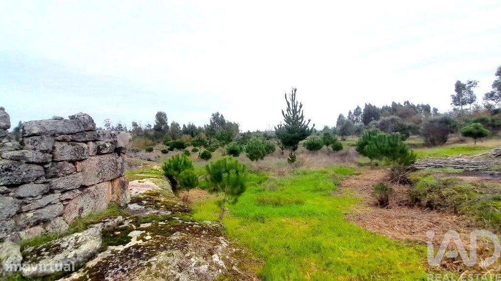 Terreno em Seixo da Beira de 16000,00 m2 - Grande imagem: 5/30