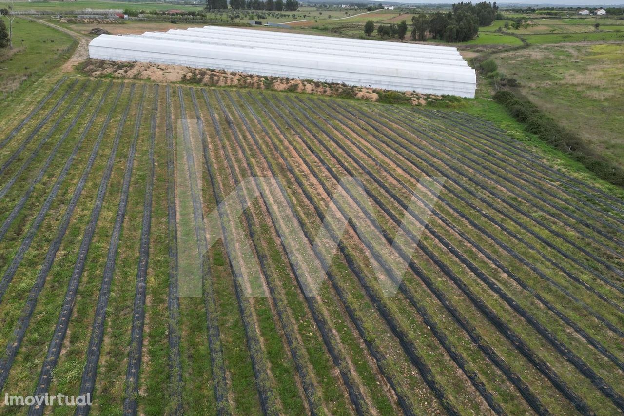 Propriedade Agricola na Campina de Idanha a Nova com 20ha em Plena Ati