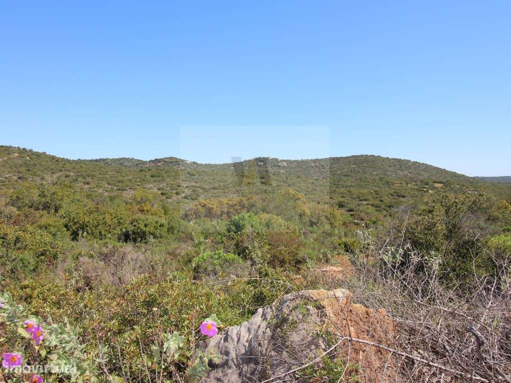 Terreno Rústico com arrumo agricola - 7,5 Hectares | Próximo de Mon... - Grande imagem: 5/5