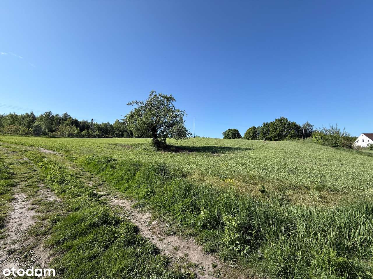 Działka w zaciszu i zieleni - Pełny obrazek: 5/8