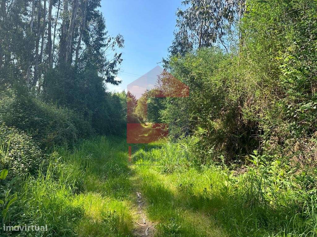 Terreno florestal, Lanhas - Grande imagem: 5/11