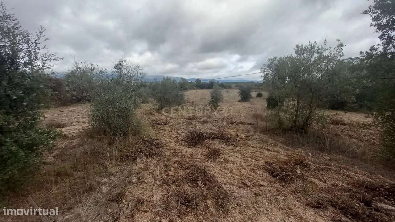 Terreno rustico 4500 m2 Lardosa - Grande imagem: 5/10