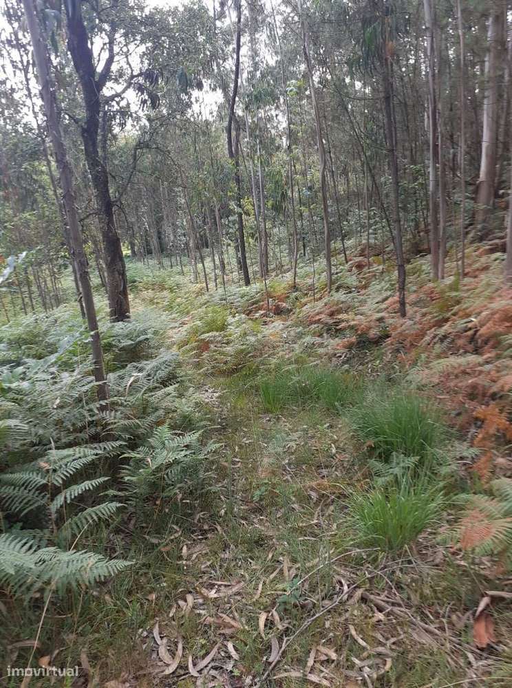 Vende-se terreno em Lobão - Grande imagem: 5/16