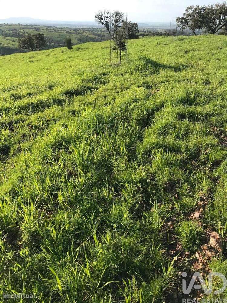 Terreno Agrícola em Safara e Santo Aleixo da Restauração de 8142893,00 - Grande imagem: 4/16