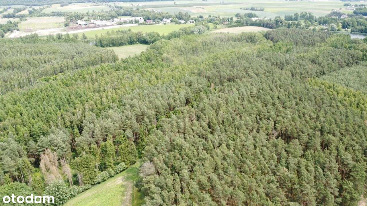 12 ha lasu z linią brzegową jeziora-2