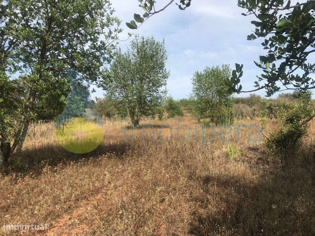 TERRENO RÚSTICO COM ALFARROBEIRAS PERTO DA RIBEIRA - Grande imagem: 2/14