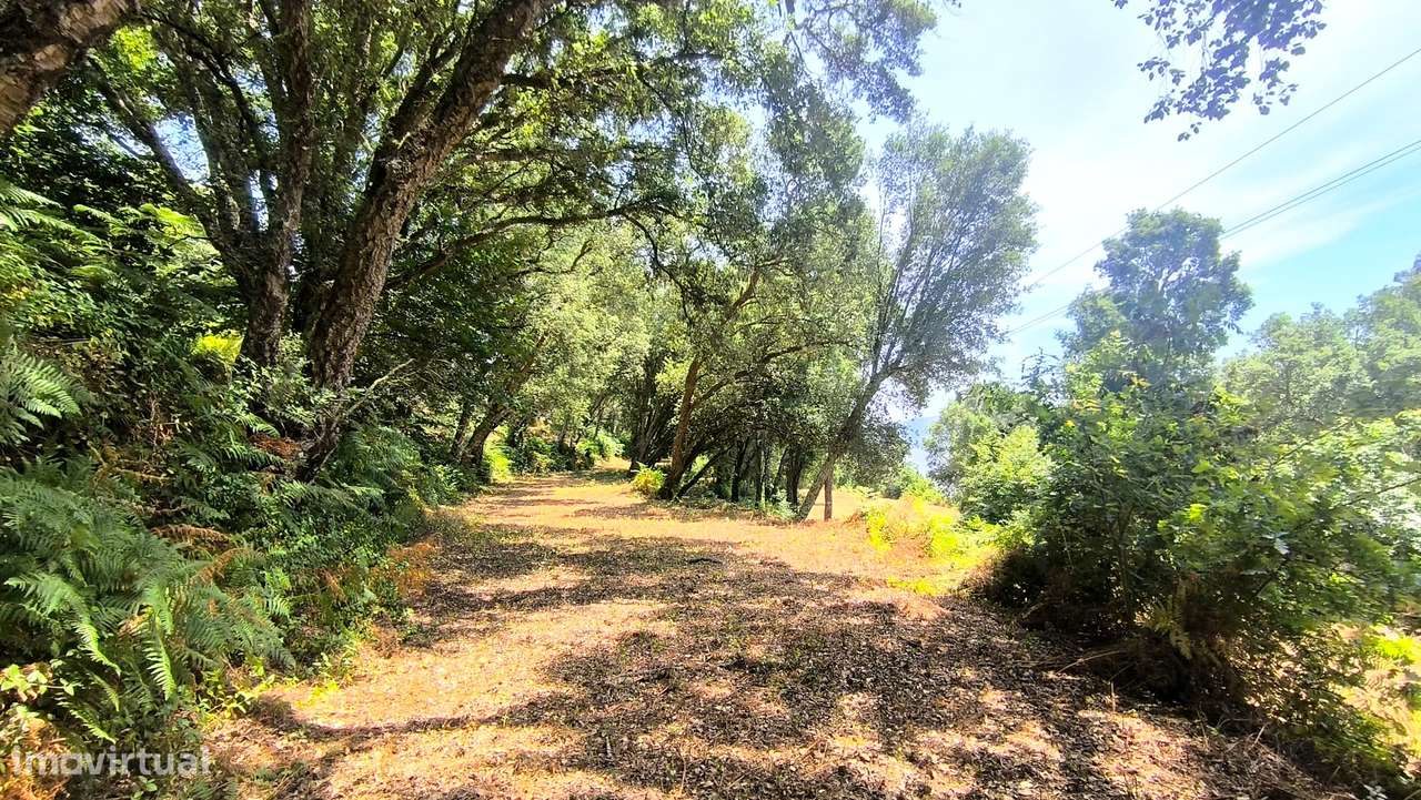 Quinta com 19000 m2 nas margens do Douro-19