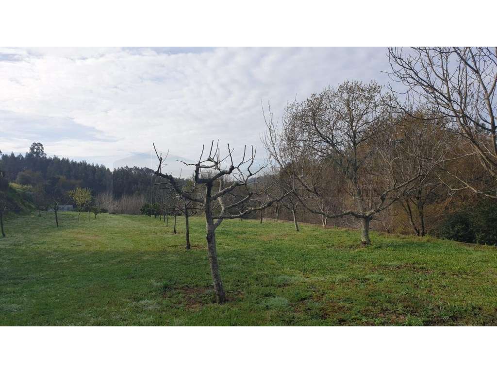 Terreno para construção de moradia - 10 minutos de Albergaria-a-Velha - Grande imagem: 3/10