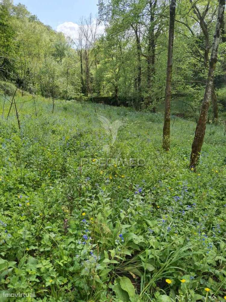 Terreno Rústico destinado ao cultivo de Kiwi - Grande imagem: 4/5