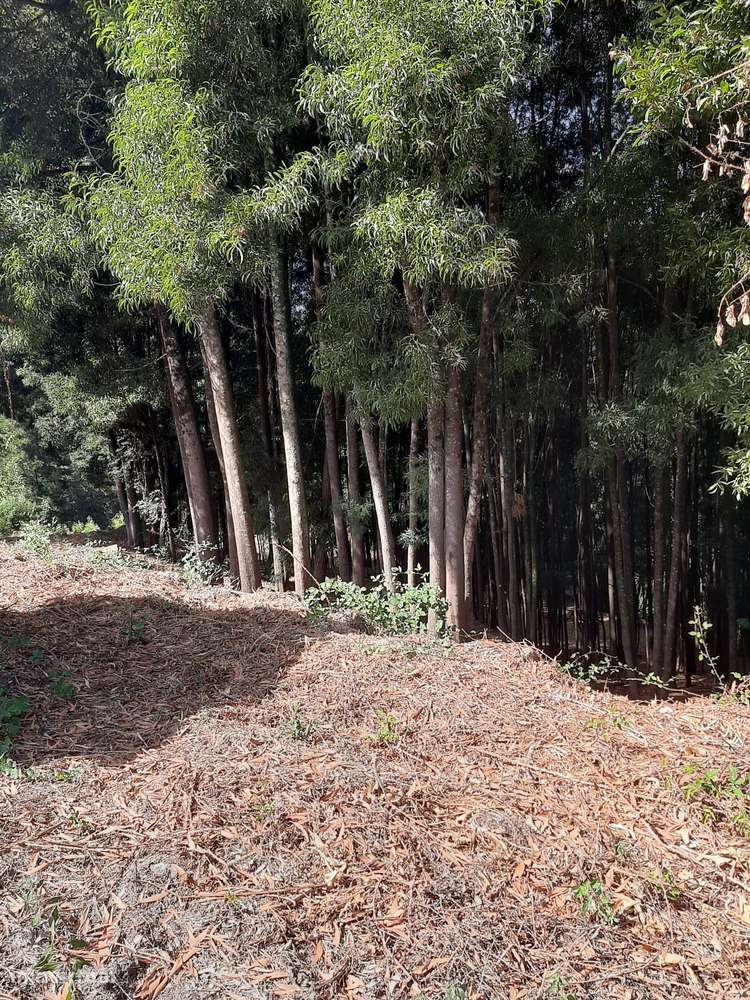 Vende Quinta Termas São Vicente Penafiel-27