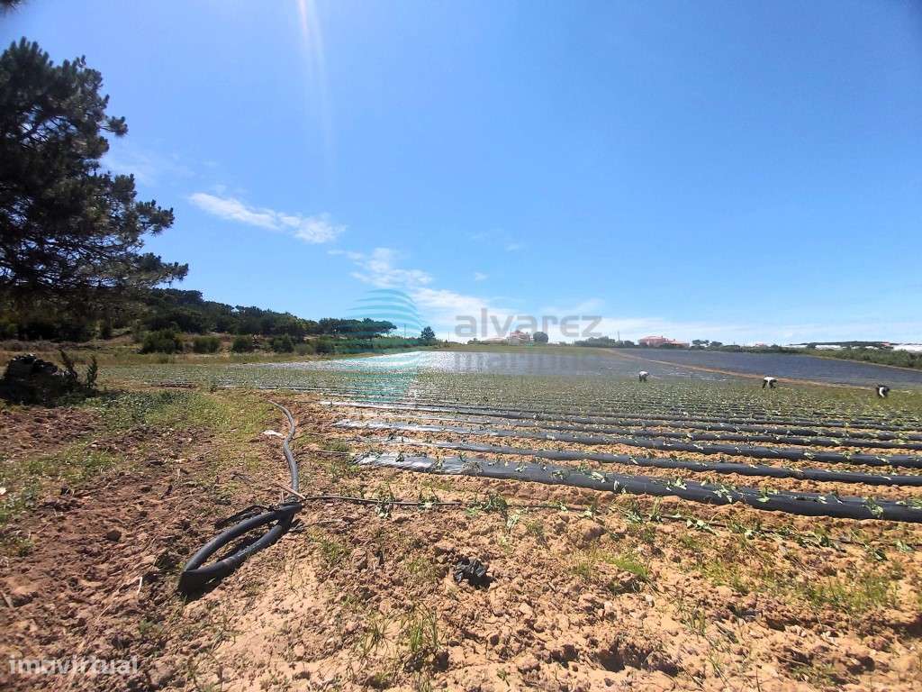 Terreno situado entre Santa Cruz e Santa Rita - Grande imagem: 3/16