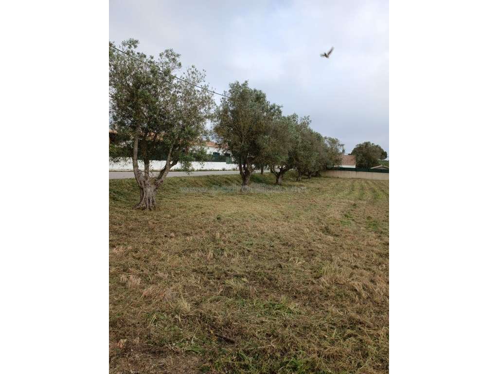 Terreno Para Construção na Azoia - Grande imagem: 3/4